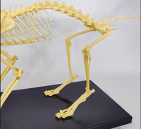 Équipement orthopédique pour l'enseignement : Spécimen osseux de chat et chien, squelette d'animal de compagnie, conforme CE/ISO