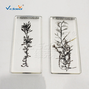 Portaobjetos con especímenes de algas, algas marinas, laver y Chlamydomonas aquaticus; material didáctico al por mayor para experimentos de biología en la escuela secundaria. - Product Image 4