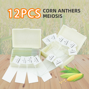 Corn Anthers <span class=keywords><strong>Meiosis</strong></span> Slide FRT1002 Matuer Anther Cell <span class=keywords><strong>Meiosis</strong></span> 12 Etapas Microscopio Especímenes preparados Biología - Product Image 2