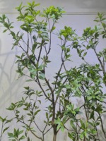 Arbre d'érable artificiel en plastique pour décoration intérieure, sur pied, fait main, durable, écologique, haute qualité
