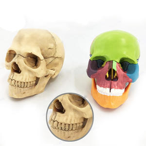 Modèle anatomique de crâne humain codé par couleur, en PVC, pour l'enseignement médical, l'exposition et l'éducation - Product Image 4