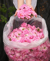 Huile Essentielle de Rose de Damas 100% Pure en Gros d'Usine, Extrait Végétal d'Huile de Rose pour la Fabrication de Parfums, Parfums Originaux en Gros