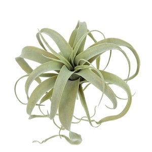 Planta artificial de hierba de plástico, alta calidad, precio de fábrica, para Decoración - Product Image 3
