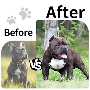 Logo privé Suppléments de soins de santé pour animaux de compagnie Gain de muscle pour chien mâche pour une teneur élevée en protéines pour augmenter la force musculaire - Product Image 3