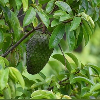 100% Daun Graviola Alami Segar dari Tanaman Liar, Buah Guanabana, Teh Tisane, Daun Sirsak, Teh Daun Sirsak Mentah, Sachet