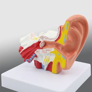 Anatomie de l'oreille humaine Modèle <span class=keywords><strong>géant</strong></span> Structure du système d'oreille intérieure moyenne extérieure pour l'enseignement des sciences médicales - Product Image 2