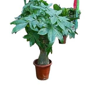 Árbol del Dinero Grande en Maceta, Planta de Interior y Exterior, Bonsái, Purificador de Aire, Decoración para Sala de Estar y Hogar - Product Image 5