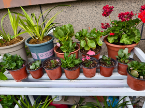 Trang trại trồng phát triển Túi cây gieo hạt 150mm giá rẻ mềm ươm nồi - Product Image 6