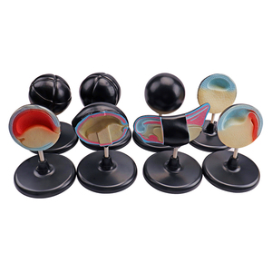 Mô hình động vật nghiên cứu giáo dục sinh học 8 miếng ếch mô hình phát triển phôi mô hình y tế - Product Image 3