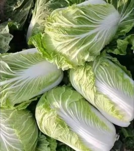 กะหล่ำปลีจีนสดออร์แกนิกสีเขียวออร์แกนิกสำหรับแช่แข็งแบบสับรูปร่างพิเศษ100% - Product Image 6