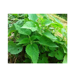 Feuilles de marrue (Urtica Dioica) séchées en vrac, naturelles, pour la fabrication alimentaire, la préparation de thé et la vente en gros commerciale - Product Image 4