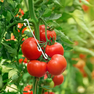 Ganchos de Soporte para Tomates en Forma de J Pequeños con Cubierta de Lámina de PC - Material PP, Estructura Estable, Fácil Montaje, Marca GYH - Product Image 5
