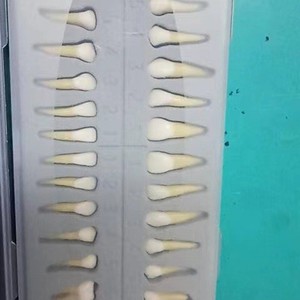 Modèle dentaire Heidefee 28 dents permanentes, bicolore, avec racine, dents simulées extraites, modèle anatomique scientifique médical - Product Image 2