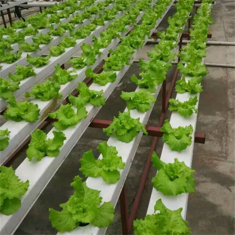 hydroponic channels australia for lettuce commercial hydroponics greenhouse