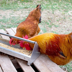 Jh-Mech Gà Trung Chuyển Gia Cầm Ngoài Trời Nhiệm Vụ Nặng Nề Thép Mạ Kẽm Gà Máng Trung Chuyển - Product Image 3