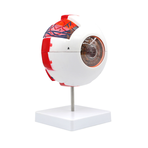 Modelo Anatómico de <span class=keywords><strong>Ojo</strong></span> Humano de Plástico con Aumento de 6X para Enseñanza Médica, con Vasos Sanguíneos y Globos Oculares Desmontables, CE/ISO - Product Image 2