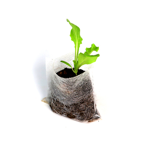 Bolsas <span class=keywords><strong>de</strong></span> plántulas no tejidas degradables ecológicas <span class=keywords><strong>de</strong></span> Color blanco PE Plantación <span class=keywords><strong>de</strong></span> <span class=keywords><strong>aguacate</strong></span> Bolsa <span class=keywords><strong>de</strong></span> vivero <span class=keywords><strong>de</strong></span> plástico bolsas <span class=keywords><strong>de</strong></span> cultivo para plantas - Product Image 1