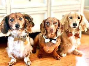 Nœud papillon pour chien personnalisé fait main en polyester/nylon avec rivets |   Cadeaux de haute qualité pour chiots garçons et filles - Product Image 3