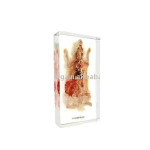 Rabbit Anatomy Baptist System para la enseñanza - Product Image 3