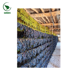 Raisins secs de qualité supérieure, de qualité alimentaire, 100% naturels, plusieurs couleurs disponibles, emballage en vrac, 1 kg, marque GREEN - Product Image 4