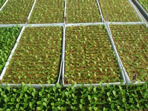 Cubes de laine de roche, culture de supports de Propagation, coupes de graines hydroponiques - Product Image 4