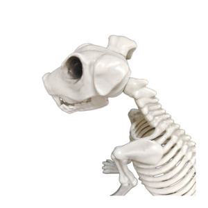 Squelette de chien en plastique anatomie Acupuncture vétérinaire médical Acupuncture modèle anatomique modèle squelette animal - Product Image 1