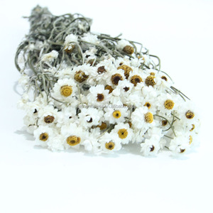 Chrysanthèmes argentés séchés, préservés, longue durée, écologiques, décoration intérieure, <span class=keywords><strong>fleurs</strong></span> <span class=keywords><strong>séchées</strong></span> pour mariage, <span class=keywords><strong>livraison</strong></span> de <span class=keywords><strong>fleurs</strong></span> <span class=keywords><strong>séchées</strong></span> de Chine - Product Image 4