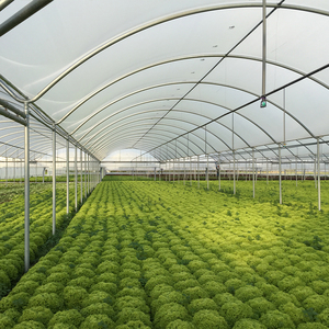 Serre agricole multi-travées Skyplant avec couverture en verre, modèle OO-GG-6, pour la production de légumes à grande échelle - Product Image 4