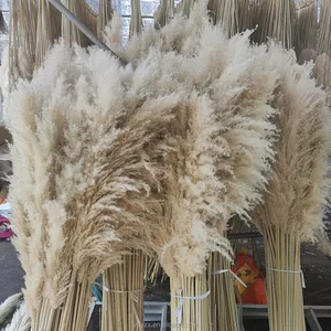 Großhandel Pampas gras 120cm Für Dekoration flauschiges Schilf große große getrocknete Blumen Pampa Gras weiße Pampa