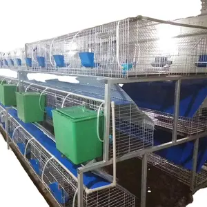 Système de cage de ferme de lapin commercial automatique dans la ferme du kenya