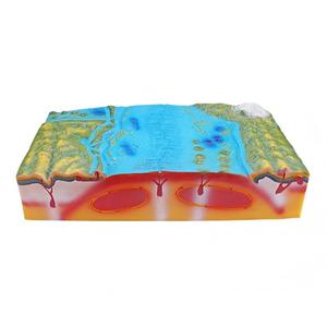 Modèle 3D <span class=keywords><strong>de</strong></span> tectonique des plaques et <span class=keywords><strong>de</strong></span> formes terrestres, aide pédagogique <span class=keywords><strong>de</strong></span> géographie sur <span class=keywords><strong>la</strong></span> structure <span class=keywords><strong>de</strong></span> <span class=keywords><strong>la</strong></span> <span class=keywords><strong>Terre</strong></span> pour <span class=keywords><strong>la</strong></span> salle <span class=keywords><strong>de</strong></span> classe et l'éducation scientifique - Product Image 3
