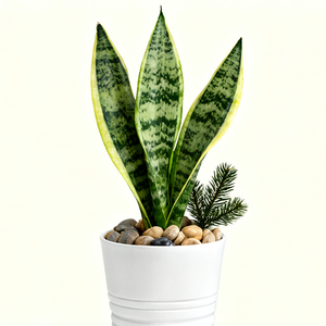 Galets naturels écologiques non polis pour la décoration intérieure et extérieure - Product Image 5