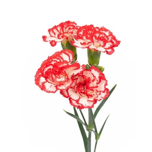 Flores de Clavel Dodin Multicabeza al por Mayor, Flores Frescas de Yunnan Duodingkang de Cabello Liso para Navidad y Día de San Valentín - Product Image 5