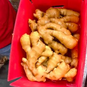 Gingembre jaune frais de haute qualité, sélectionné, <span class=keywords><strong>grande</strong></span> <span class=keywords><strong>taille</strong></span>, gingembre gras, légumes pour la transformation alimentaire et les supermarchés - Product Image 6
