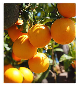 Agricultural <strong>Fertilizer</strong> Npk Water Soluble <strong>Fertilizer</strong> Application Guidance for <strong>Tomato</strong> - Product Image 6