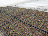 Barquettes de semis rectangulaires noires en PET multi-cellules avec trous de drainage pour plantes succulentes, légumes et plantes vertes