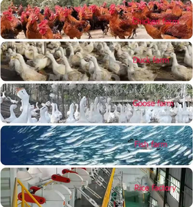 <span class=keywords><strong>Mulino</strong></span> per Cereali Affidabile a Prezzo di Fabbrica per Piccole Imprese e Mulini di Villaggio, Ampiamente Utilizzato in Angola, Namibia, Botswana - Product Image 4