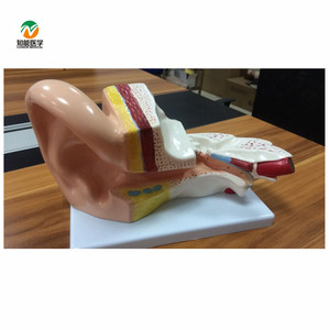 BIX-A1050 médico nuevo estilo humano gran oreja modelo anatómico - Product Image 2