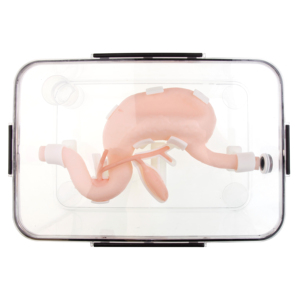 Gastrointestinal Model (üst sindirim sistemi), gastroskop ve <span class=keywords><strong>Duodenoscope</strong></span> gibi ekipmanların muayenesini ve kullanımını destekler - Product Image 3