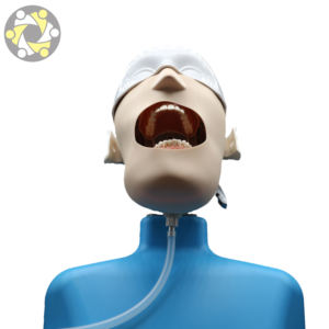 Simulatore di addestramento dentale per l'educazione medica, modello avanzato di pratica per l'insegnamento dei denti della testa e della spalla umana - Product Image 4