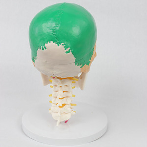 Modèle de vertèbres cervicales en 7 sections avec crâne coloré, modèle de crâne humain, modèle pédagogique orthopédique - Product Image 2