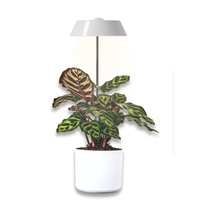 Lampe de croissance LED pour plantes d'intérieur EMO 35W de haute qualité, spectre complet réglable pour la floraison, avec CRI>80 et 600LM