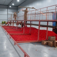 Machine de production de tomates en conserve de haute performance, machine de traitement de la purée de tomates, machine de pelage et de séchage des tomates