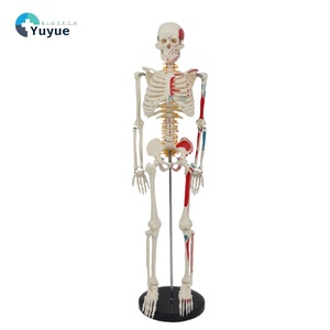 Modelo de Esqueleto <span class=keywords><strong>Humano</strong></span> de 85 cm, Mitad del <span class=keywords><strong>Cuerpo</strong></span>, <span class=keywords><strong>con</strong></span> Marcas de Músculos, Disco Intervertebral, Nervio Espinal, para la Enseñanza de Biología Escolar - Product Image 1