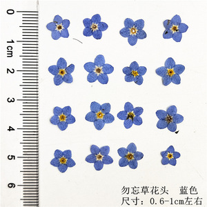 Marsh Forget-me-not Myosotis Sylvatica Nail Crafts Marque-pages faits à la main Plante naturelle Véritable fleur pressée écologique - Product Image 5
