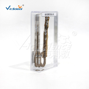 Spécimens de désection et de conservation d'vers de terre ; spécimens de conservation animale ; équipement de laboratoire biologique transparent pour - Product Image 5