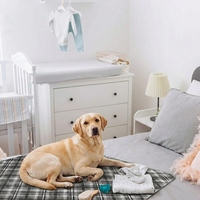 Günstige Waschbare Hundepipi-Unterlagen Wiederverwendbare Welpentrainingsmatten Hochabsorbierende Auslaufsichere Haustiermatten für Welpen und Inkontinenz