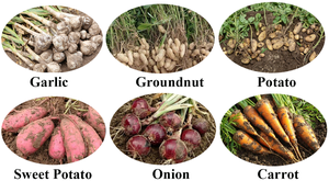 Vente directe d'usine petite récolteuse de pommes de terre agricole récolteuse de patates douces de haute qualité - Product Image 5