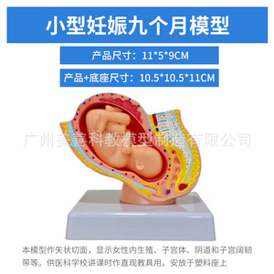 Modelo de pelvis femenina pequeña con modelo de feto a termen; modelo de embrión uterino fetal de nueve meses. - Product Image 5