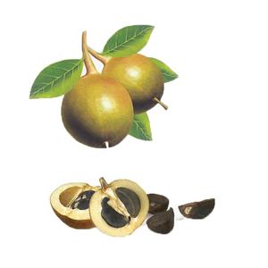 ティーツリーオイル 100%ピュア エッセンシャルオイル 種子エキス スキンケア用 - Product Image 4